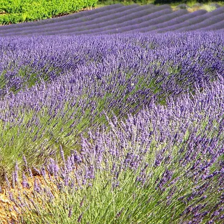 Otel Du Terme Barjac (Gard)
